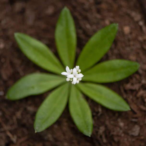 Woodruff (Galium odoratum) flores y hojas de arriba
 - Foto, imagen