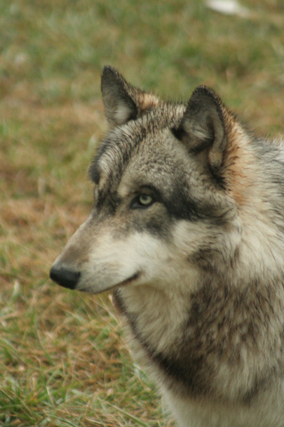 lobo cinzento, canis lupus
 - Foto, Imagem