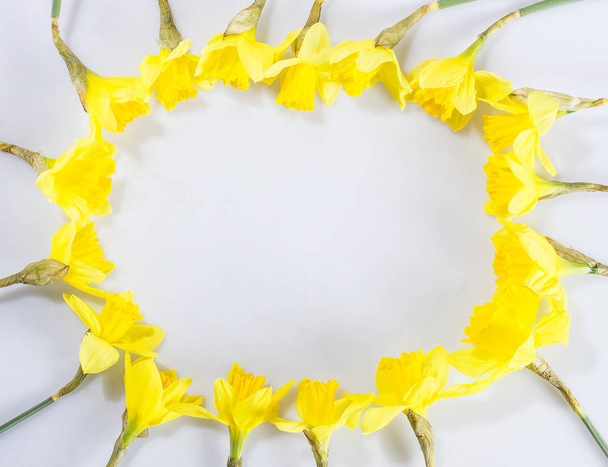Flores de daffodil, espaço para texto
 - Foto, Imagem