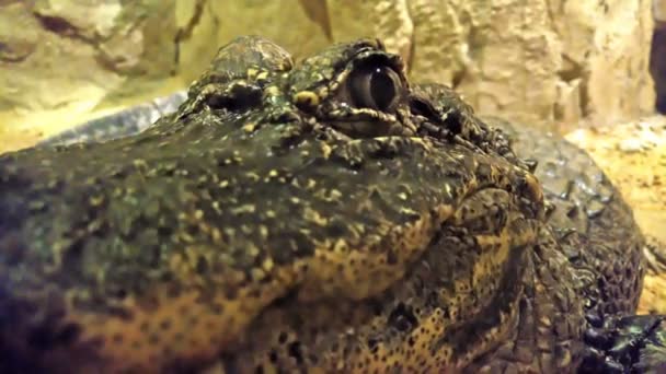 Krokodil starrt aus nächster Nähe in die Kamera - Filmmaterial, Video