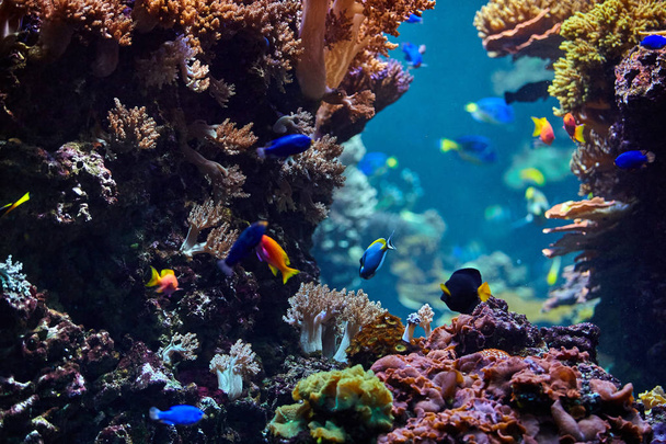 underwater background. Underwater scene. Underwater world. Underwater life landscape - Photo, Image