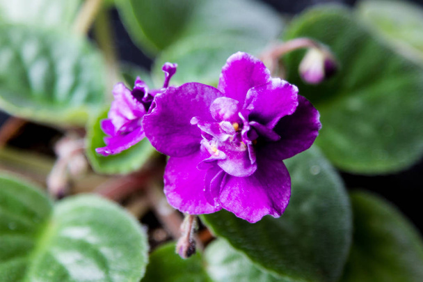 Hermosa flor violeta
 - Foto, Imagen