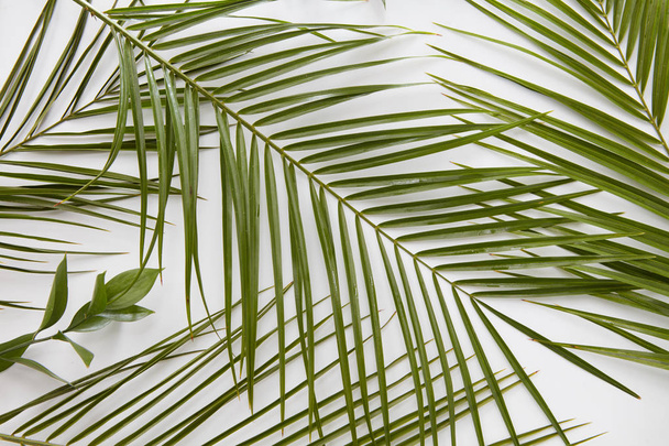 Palm leaves composition - Foto, afbeelding