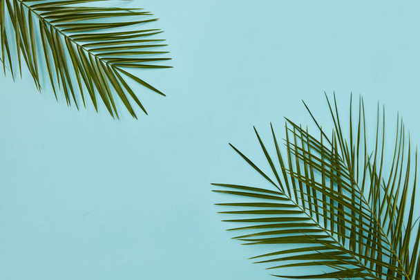 samenstelling van palmbladeren - Foto, afbeelding