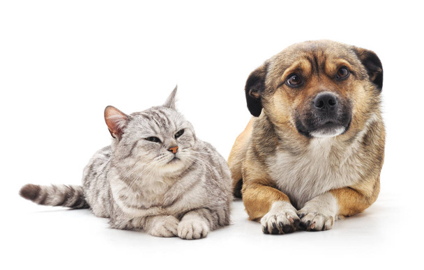 Cat and dog. - Foto, afbeelding