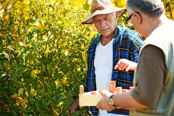 Seniors picking up tomato - Foto, afbeelding