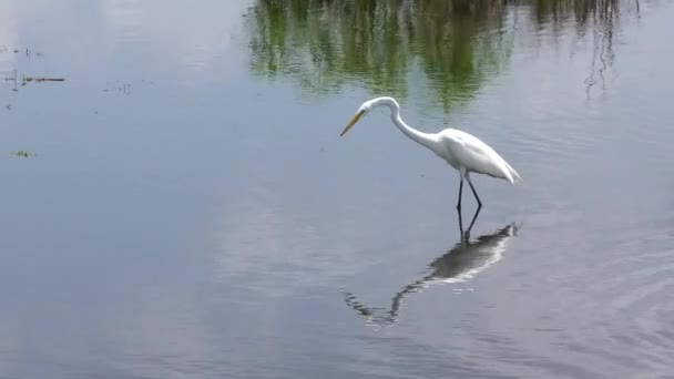 Great Egret połowów w jeziorze - Materiał filmowy, wideo