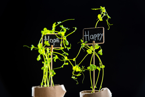 Fresh green plants and cards  - Photo, Image