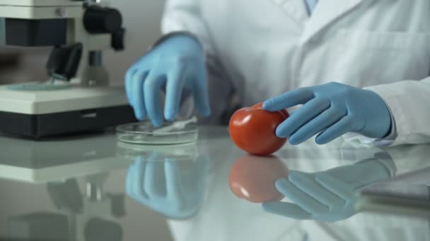Lab assistant pumping tomato with additives to prolong shelf life, food quality - Footage, Video