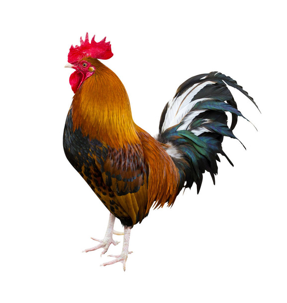 Πουτάνα. Πορτρέτο κόκορα. Κόκορας σε φάρμα. Κόκκορας και κοτόπουλα. - Φωτογραφία, εικόνα