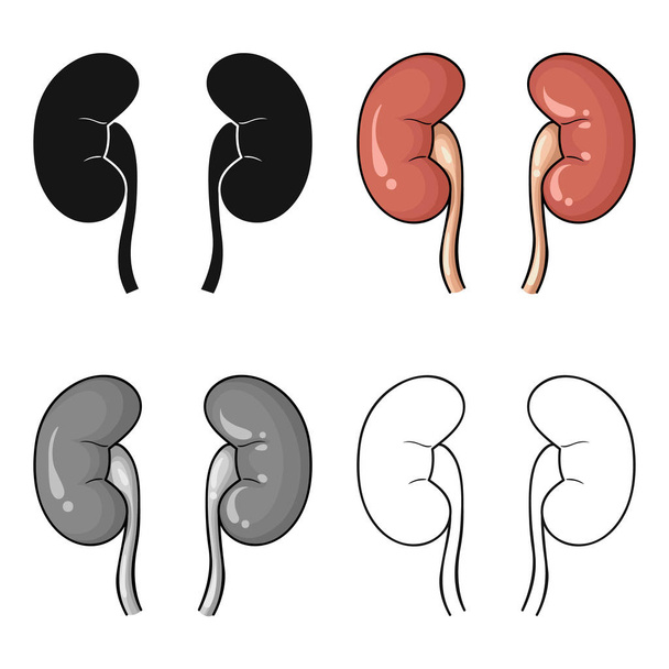 Human kidneys icon in cartoon style isolated on white background. Human organs symbol stock vector illustration. - ベクター画像