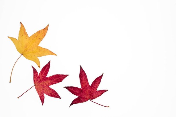 gele en rode Japanse esdoorn bladeren  - Foto, afbeelding