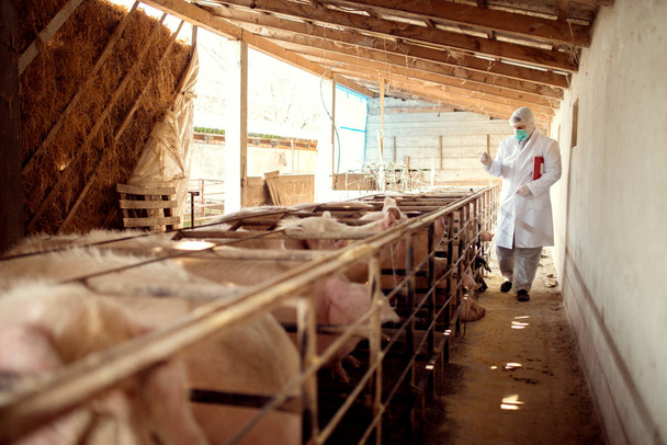 Veterinario examinando granja porcina
 - Foto, imagen