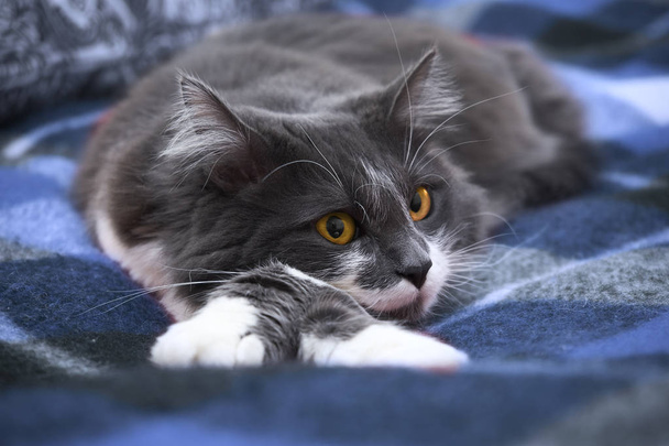 Спокійна кішка лежить на ковдру. Норвезький ліс видів - Фото, зображення