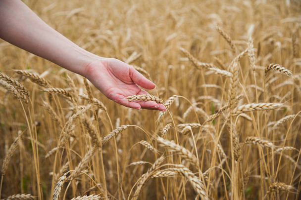 Manos tocando el campo de trigo dorado
 - Foto, Imagen