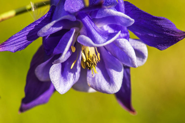 Primer plano de la flor azul de la columbina aquilegia que crece en el suelo del bosque de Aspen
 - Foto, imagen
