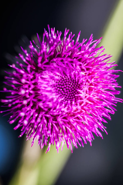 Detailní pohled na kvetoucí Lopuch Arctium lappa na tmavém pozadí. - Fotografie, Obrázek