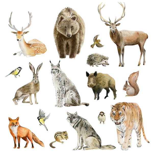 Clipboard set of watercolor hand drawn animal cliparts - Photo, image