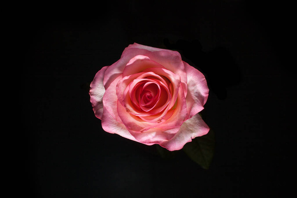 lintu silmä näkymä valkoinen ruusu blatsk. Rose pimeässä. Suunnittelun elementti. Vaaleanpunainen ruusu mustalla lepakkomaalla. Kaunis ruusu makro musta batskground
. - Valokuva, kuva