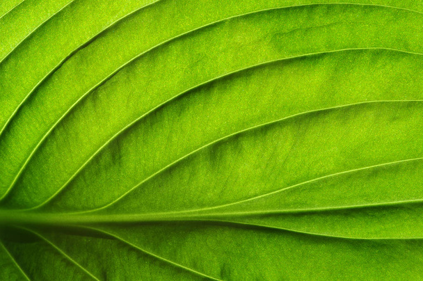  zelená listová texturu - Fotografie, Obrázek