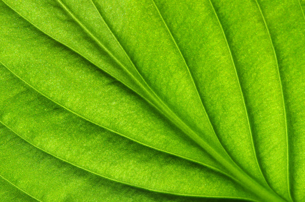  Texture des feuilles vertes
 - Photo, image