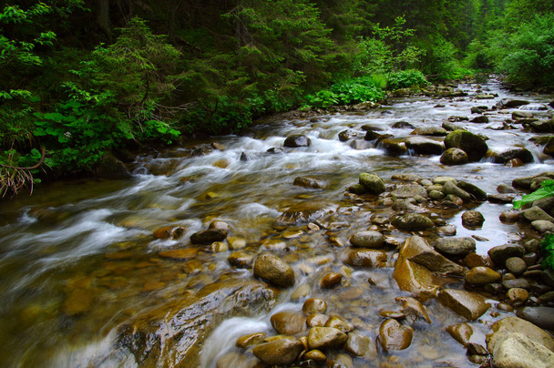 Mountain river in the green forest - Photo, Image