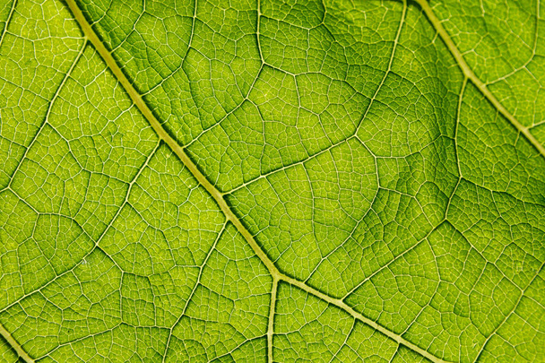 Fresh green burdock leaf closeup texture background - Фото, изображение