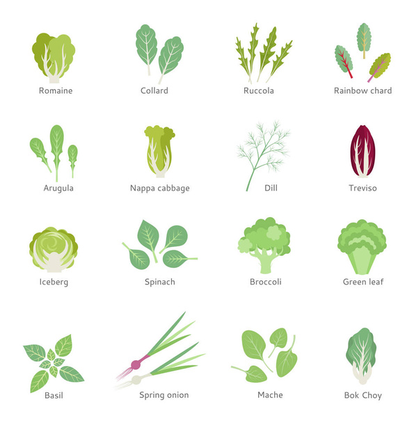 Leafy vegetables vector flat icons set. - Vector, Image