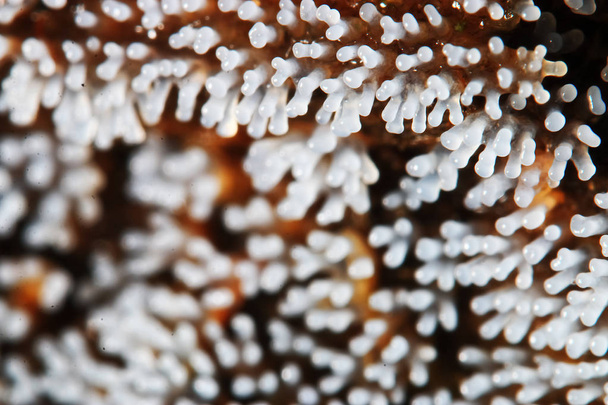 Coral mushroom on a tree - Foto, imagen