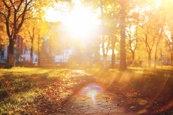 Sunny weather in autumn park - 写真・画像