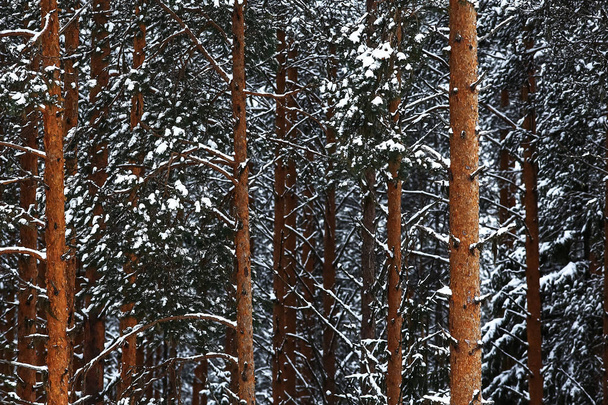Snow-covered winter forest - Фото, изображение