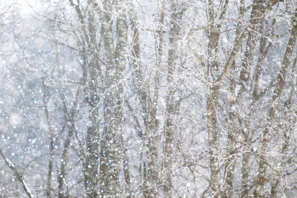 Sněhem pokrytý zimní les - Fotografie, Obrázek