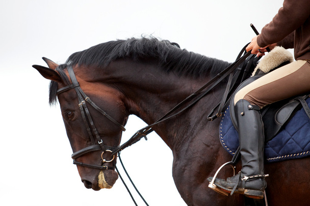 Koulutus: nuori tyttö ratsastus lahdella hevonen
 - Valokuva, kuva