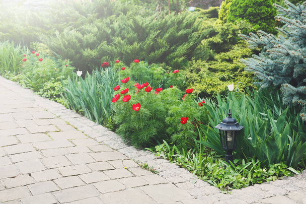 Tulips in the garden, landscape design. - Photo, Image