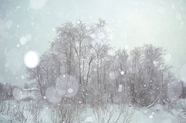 forest snow white background - Foto, Imagem