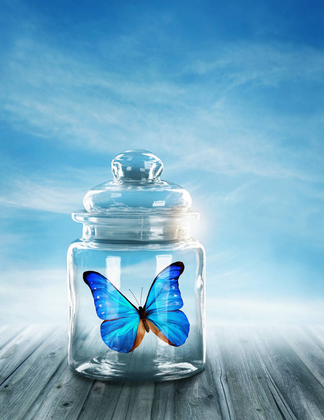 Blue butterfly closed - Foto, imagen