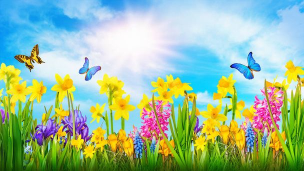 Colorful spring flowers  - Zdjęcie, obraz