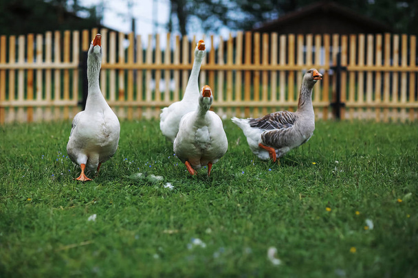 Geese on a farm on a  day - Zdjęcie, obraz