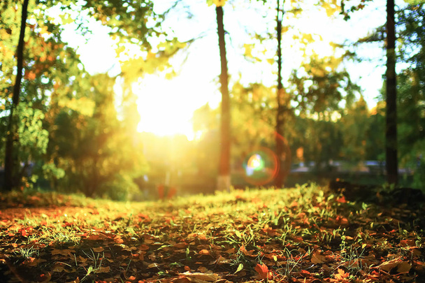 Sunny weather in autumn park - Photo, image