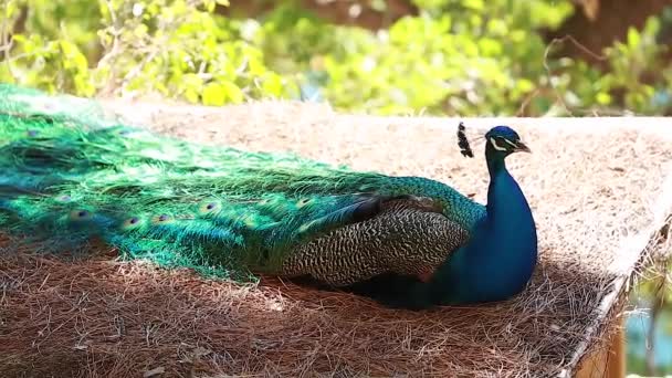 Beautiful Indian Peafowl  - Footage, Video