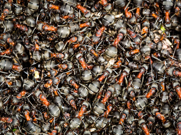 Ameisen auf Ameisenhaufen - Foto, Bild