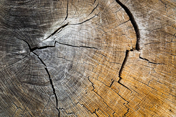 oude boom knippen - Foto, afbeelding