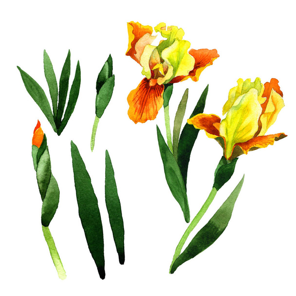 Fiore di iris Wildflower in uno stile ad acquerello isolato
. - Foto, immagini