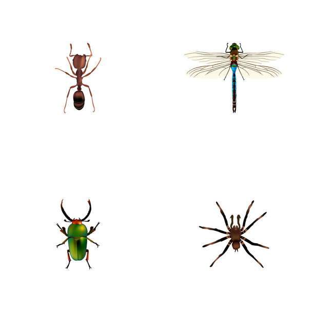 Realistic Emmet, Damselfly, Arachnid And Other Vector Elements. Set Of Hexapod Realistic Symbols Also Includes Emmet, Pismire, Green Objects. - Vector, Image
