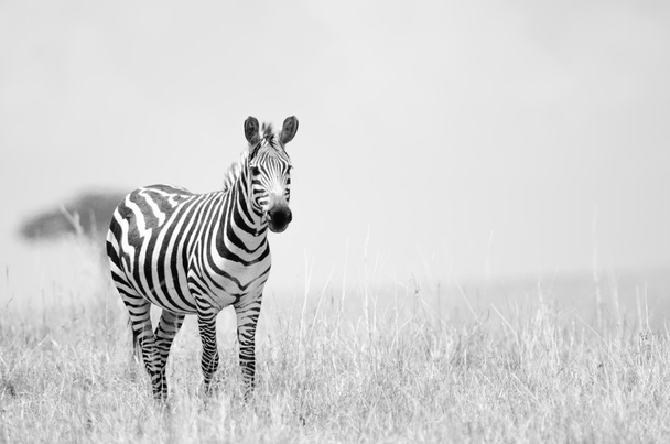 Зебра на африканских равнинах
 - Фото, изображение