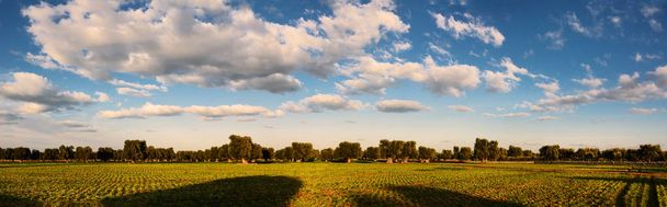 zeytin ağaçları ve doğal bulutlar ile kırsal panorama - Fotoğraf, Görsel