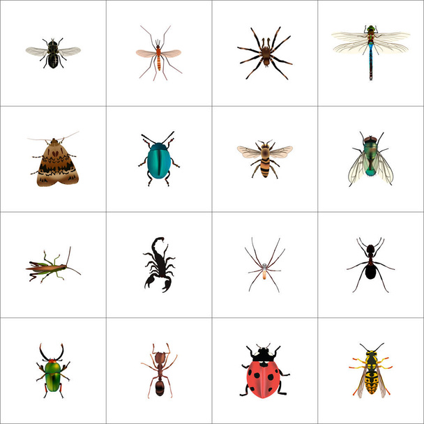Gerçekçi Arachnid, uğur böceği, arı ve diğer vektör öğeleri. Hayvan gerçekçi simgeler kümesi de içerir yusufçuk, böcek, örümcek nesneleri. - Vektör, Görsel