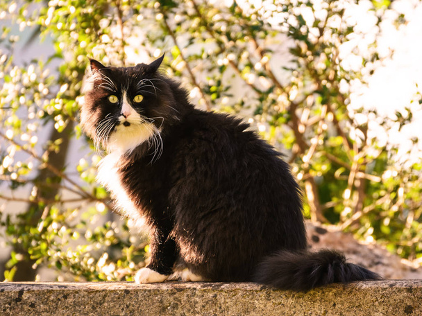 Siyah Norveç kedi poz  - Fotoğraf, Görsel