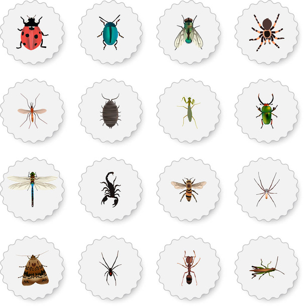 Gerçekçi böcek, örümcek, kelebek ve diğer vektör öğeleri. Hata gerçekçi simgeler kümesi de içerir Locust, yeşil, kızböcekleri nesneleri. - Vektör, Görsel