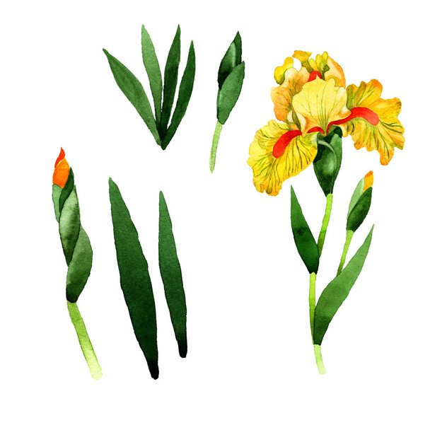 Το λουλούδι Ίρις αγριολούλουδα σε στυλ υδροχρώματος απομονωμένες. - Φωτογραφία, εικόνα